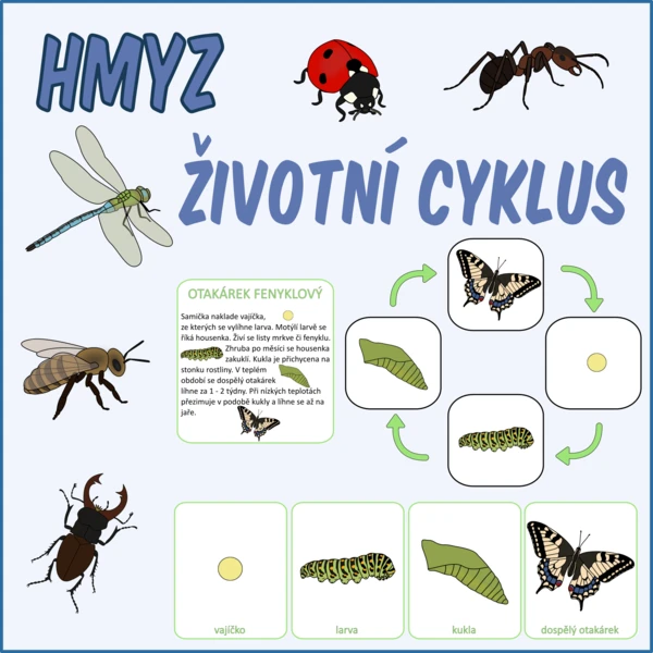 Životní cyklus - Hmyz 1