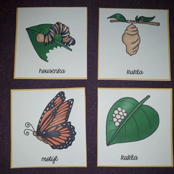 Vývoj motýla 1