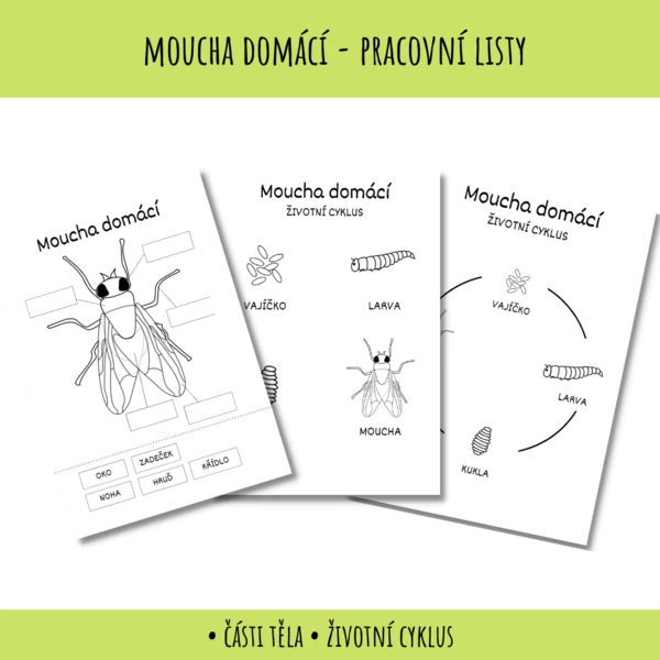 Moucha domácí - pracovní listy 1