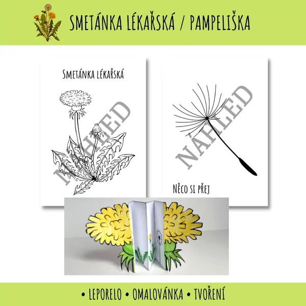Pampeliška / Smetánka lékařská PL 1