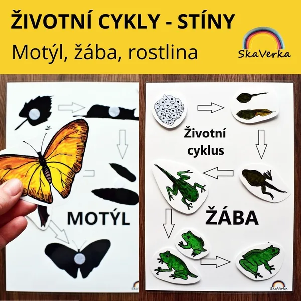 ŽIVOTNÍ CYKLY - STÍNY /motýl, žába, rostlina/ 1