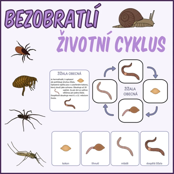 Životní cyklus - Bezobratlí 1