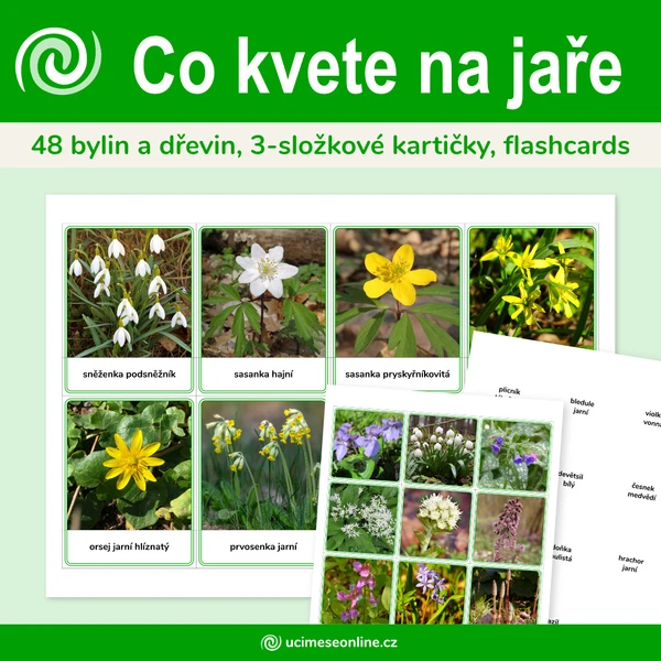Co kvete na jaře - 48 bylin a dřevin, 3-složkové kartičky, flashcards 1
