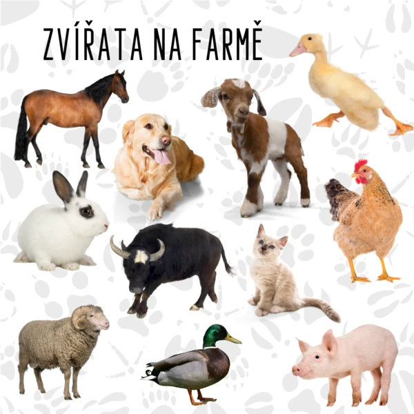 Výukové karty ZVÍŘATA NA FARMĚ 1