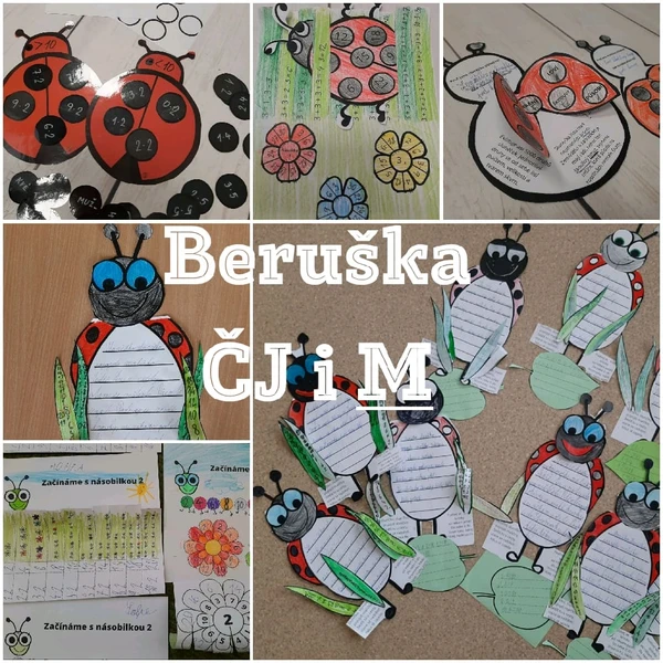 Slunéčko sedmitečné - beruška 1