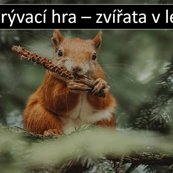 Odkrývací hra - zvířata v lese 1