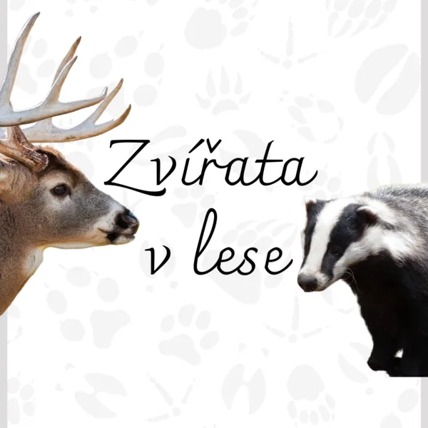 Infokarty "ZVÍŘATA V LESE" 1