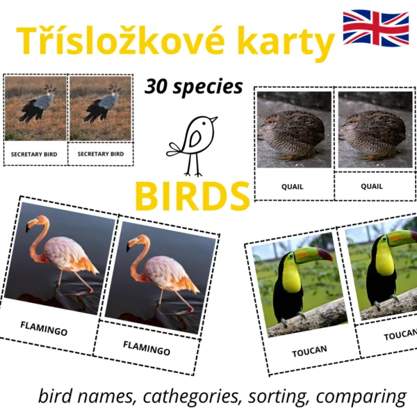 ANGLICKÉ Třísložkové karty - BIRDS (30 druhů) 1