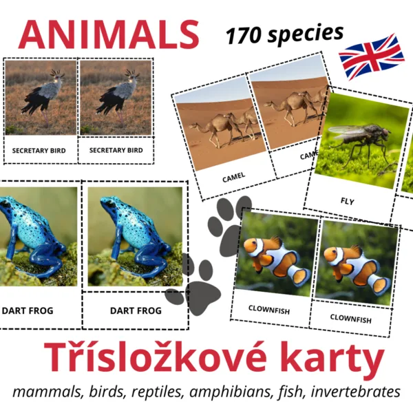 ANGLICKÉ Třísložkové karty - ANIMALS (170 species) 1