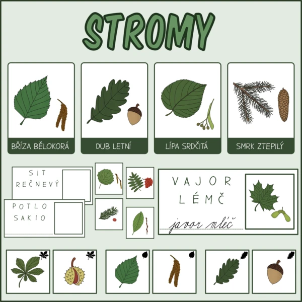 Stromy - Listy a plody 1