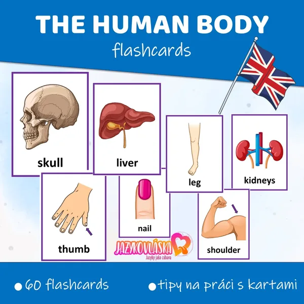The human body flashcards 1