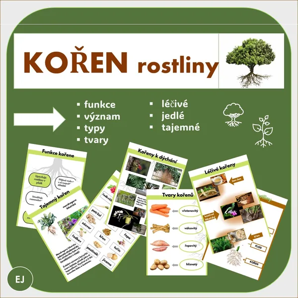 Kořen rostliny 1
