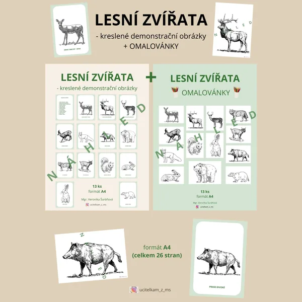 LESNÍ ZVÍŘATA - demonstrační obrázky + omalovánky 1