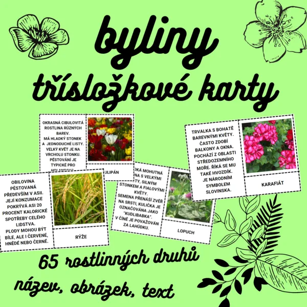 TŘÍSLOŽKOVÉ KARTY (obrázek + název + informace): BYLINY (65 druhů) 1