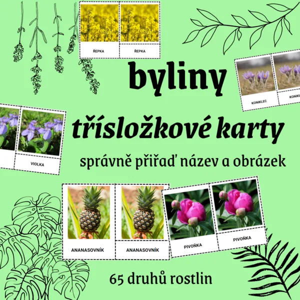 TŘÍSLOŽKOVÉ KARTY: BYLINY (65 druhů) 1