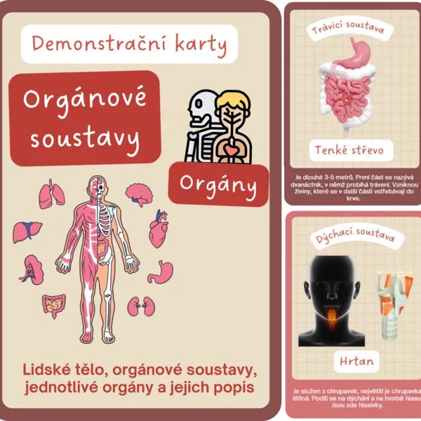 Lidské tělo - orgány 1