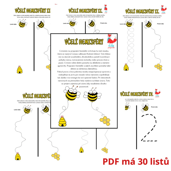 Propojení hemisfér - Včelí hemisféry 1