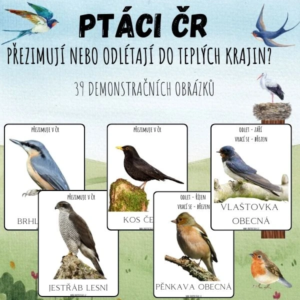 PTÁCI ČR - Demonstrační obrázky - PŘEZIMUJÍ? ODLÉTAJÍ?  1