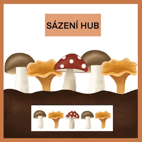 Sázení hub do řady 1