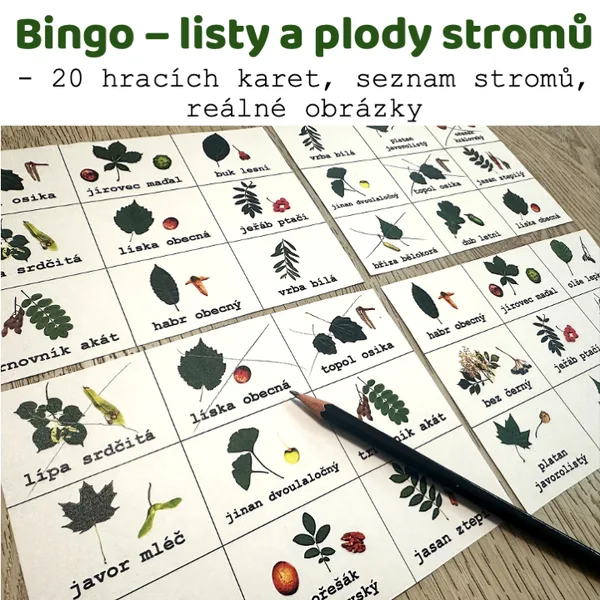 Bingo - listy a plody stromů 1