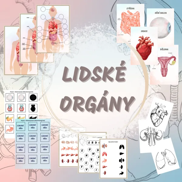 Lidské orgány 1