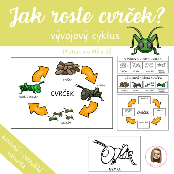 CVRČEK - vývojový cyklus 1