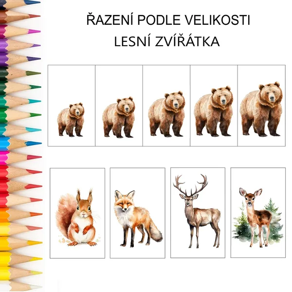 Řazení podle velikosti LESNÍ ZVÍŘÁTKA 1