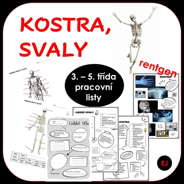 Kostra, svaly 1