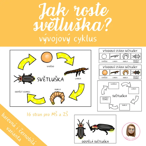 SVĚTLUŠKA - vývojový cyklus 1