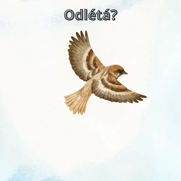 Odlétá? 1
