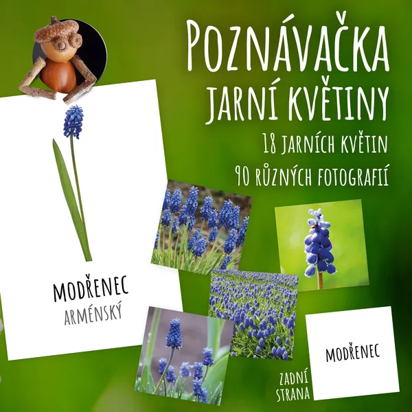 Jarní květiny - poznávačka 1