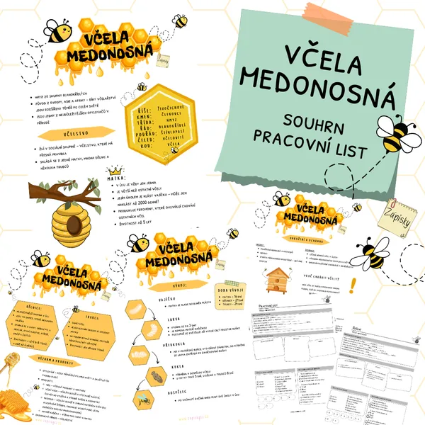 Včela medonosná 1