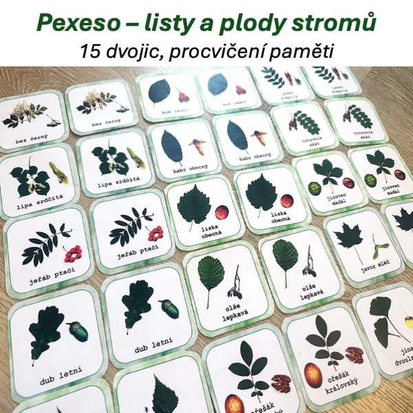 Pexeso - Listy a plody stromů 1
