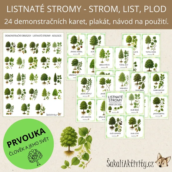  Listnaté stromy - strom, list, plod - demonstrační karty  1