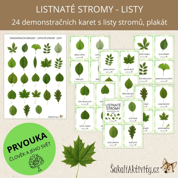  Listnaté stromy - listy - demonstrační karty  1