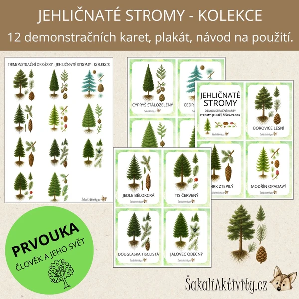  Jehličnaté stromy - strom, jehličí, šiška/plod - demonstrační karty  1
