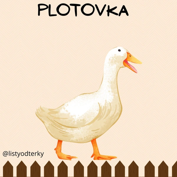 Svatomartinská plotovka  1