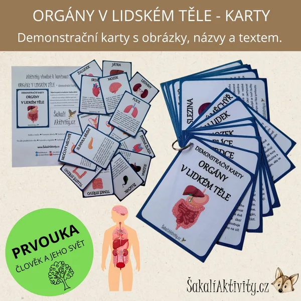 ORGÁNY V LIDSKÉM TĚLE - demonstrační karty 1