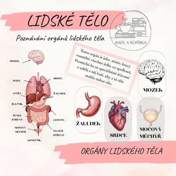 Lidské tělo - orgány 1