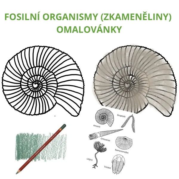 Fosilní organismy (zkameněliny) - omalovánky (autorské ilustrace) 1