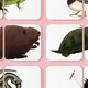 PEXESO: Naše zvířata u vody (pokročilé) 5