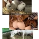 Mláďata na statku 2