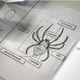 Lapbook PAVOUK - pdf podklady 3