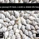 RISKUJ! Třídění organismů 3