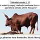 AZ KVÍZ: Hurá do Afriky za zvířaty! 5
