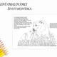  VÝUKOVÉ OMALOVÁNKY - MEDVĚD HNĚDÝ 3