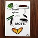 ŽIVOTNÍ CYKLY - STÍNY /motýl, žába, rostlina/ 2