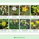 Co kvete na jaře - 48 bylin a dřevin, 3-složkové kartičky, flashcards 2