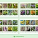 Co kvete na jaře - 48 bylin a dřevin, 3-složkové kartičky, flashcards 4