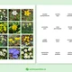 Co kvete na jaře - 48 bylin a dřevin, 3-složkové kartičky, flashcards 5
